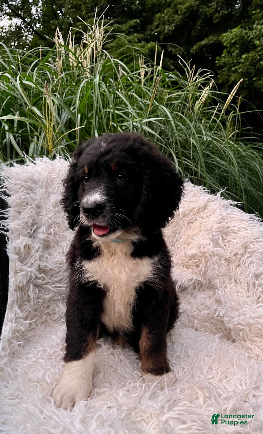 Bernedoodle dogs for sale: Ranger - Image 8