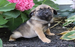 Pug dogs for sale: Penny - Image 2