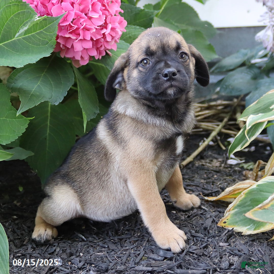 Pug dogs for sale: Penny - Image 2