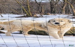 Great Pyrenees dogs for sale: Yellow - Image 21
