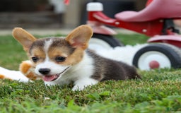 Welsh Corgi Pembroke dogs for sale: Lyla - Image 8
