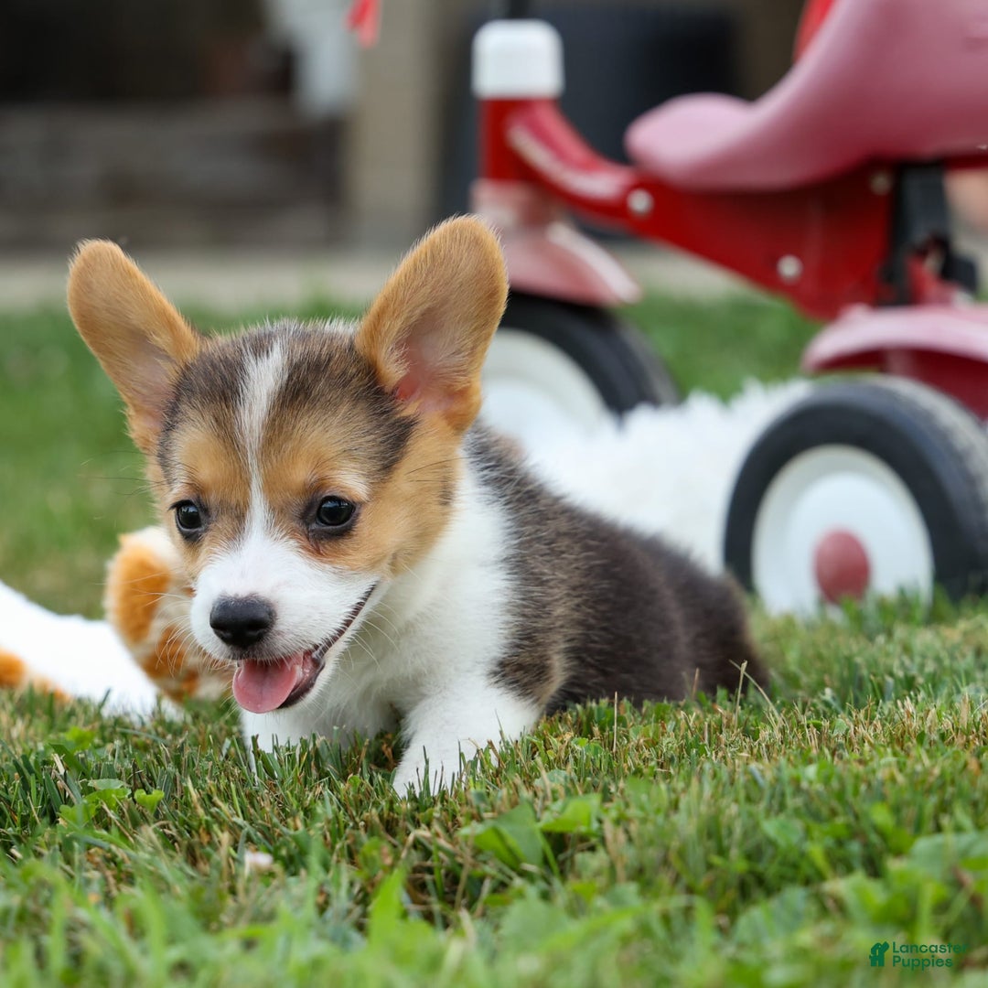 Welsh Corgi Pembroke dogs for sale: Lyla - Image 8