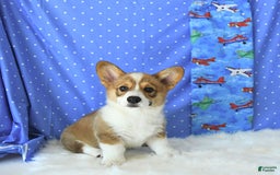 Welsh Corgi Pembroke dogs for sale: Linton - Image 7