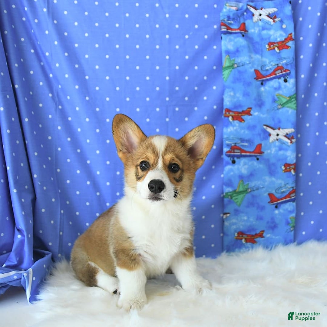Welsh Corgi Pembroke dogs for sale: Linton - Image 7