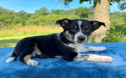 Australian Shepherd dogs for sale: Austin - Image 3
