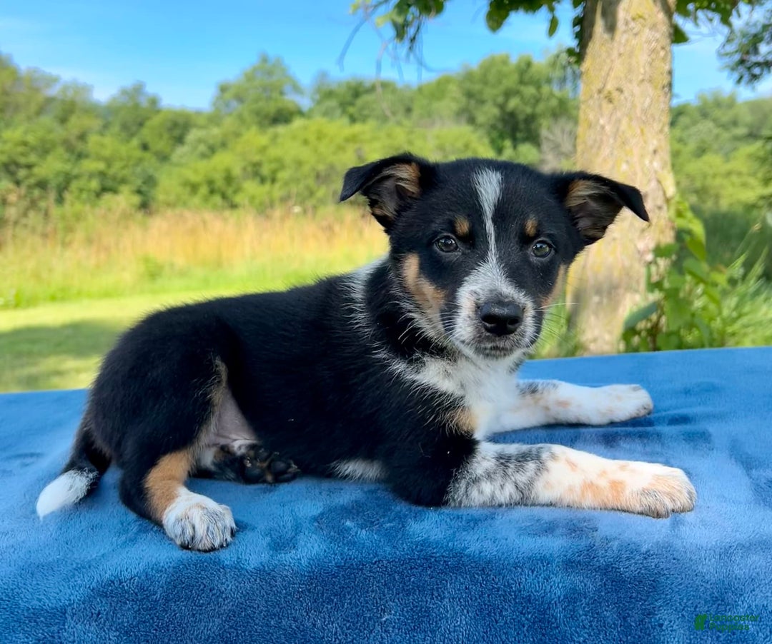 Australian Shepherd dogs for sale: Austin - Image 3