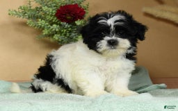 Teddy Bear dogs for sale: Scarlett - Image 9