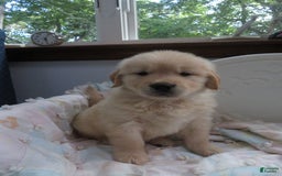 Golden Retriever dogs for sale: Hershey - Image 24
