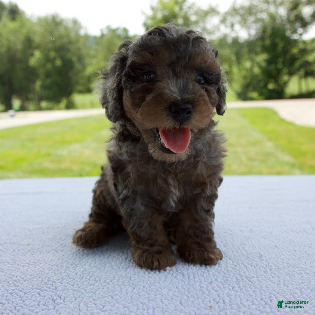 Miniature Poodle dogs for sale: Asher - Image 9