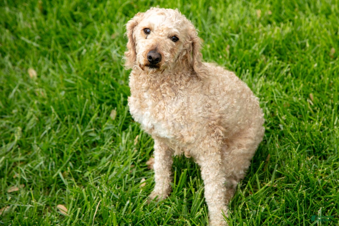 Mini Goldendoodle dogs for sale: Everett - Image 5