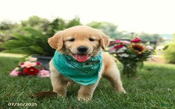 Golden Retriever dogs for sale: Maple - Image 4