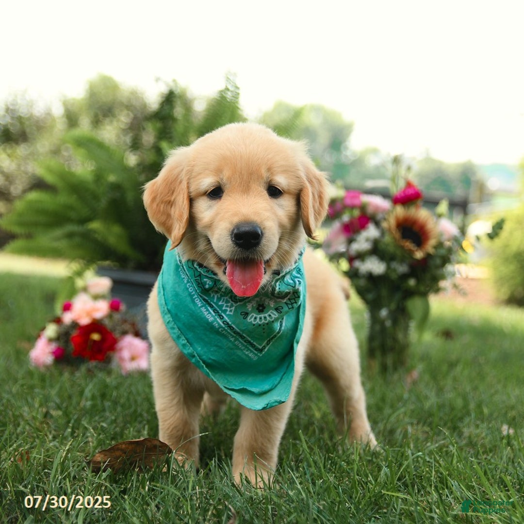 Golden Retriever dogs for sale: Maple - Image 4