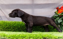 Great Dane dogs for sale: Krista - Image 1