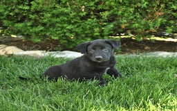 Belgian Malinois dogs for sale: Lincoln - Image 3