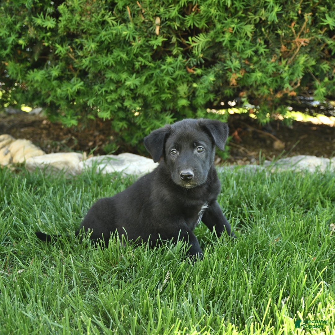 Belgian Malinois dogs for sale: Lincoln - Image 3