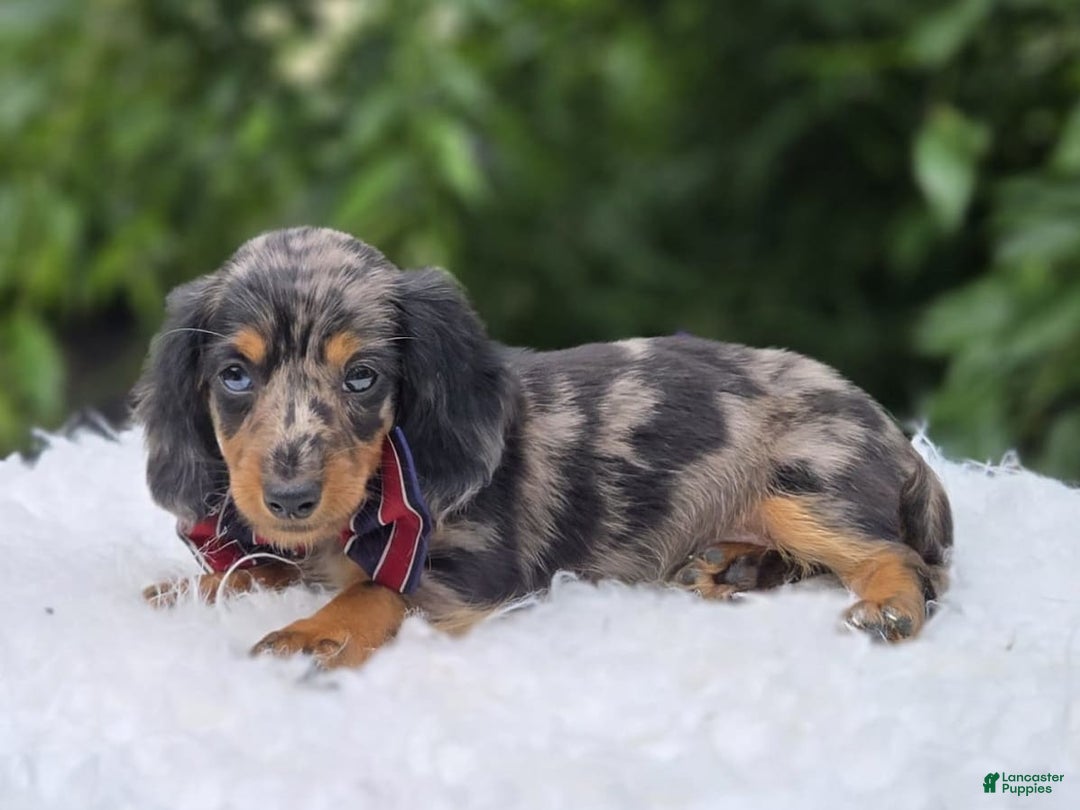 Miniature Dachshund dogs for sale: Albert - Image 5
