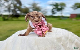 Labradoodle dogs for sale: Hot Dog - Image 1