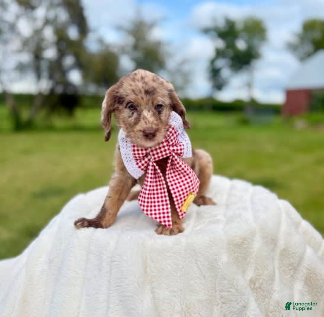 Labradoodle dogs for sale: Hot Dog - Image 1