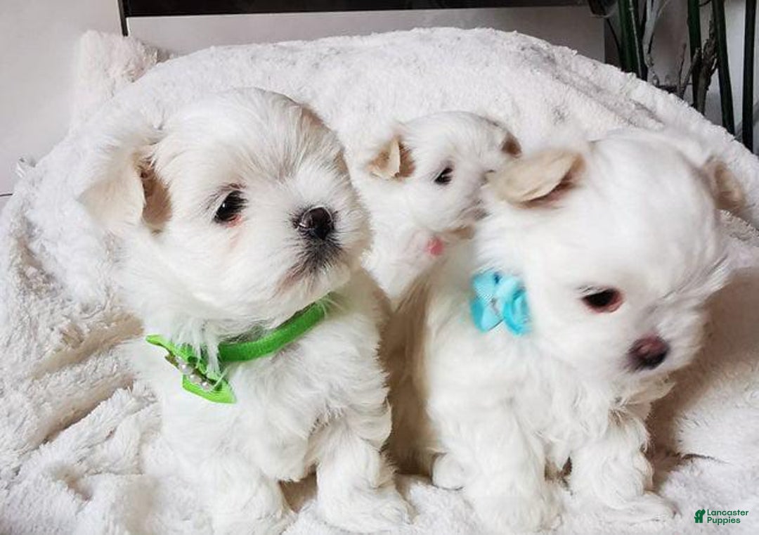 Maltese dogs for sale: Reece - Image 1
