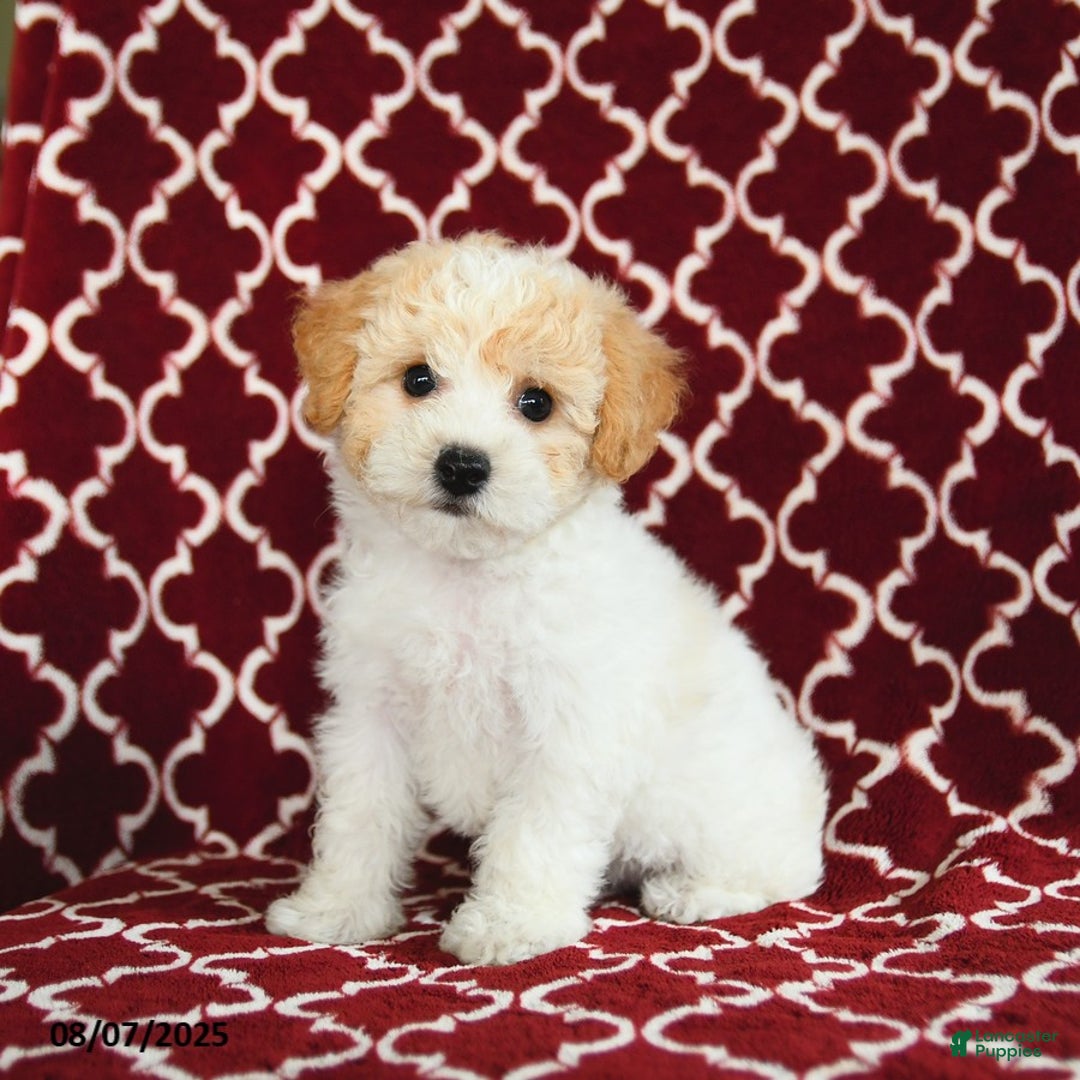 Yochon dogs for sale: Rosie House Raised - Image 1