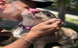 French Bulldog dogs for sale: Susu - Image 14
