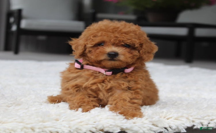 Miniature Poodle dogs for sale - Ad 3
