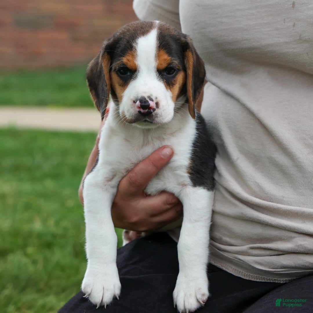 Beagle dogs for sale: Kylo - Image 2