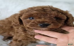 Toy Poodle dogs for sale: Missy - Image 1