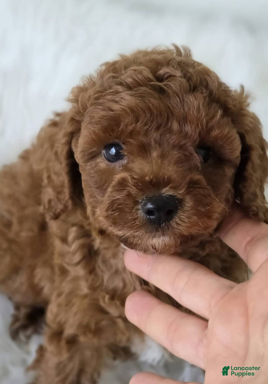 Toy Poodle dogs for sale: Missy - Image 1