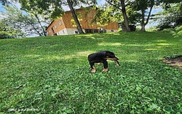 Doberman Pinscher dogs for sale: Dominic - Image 3