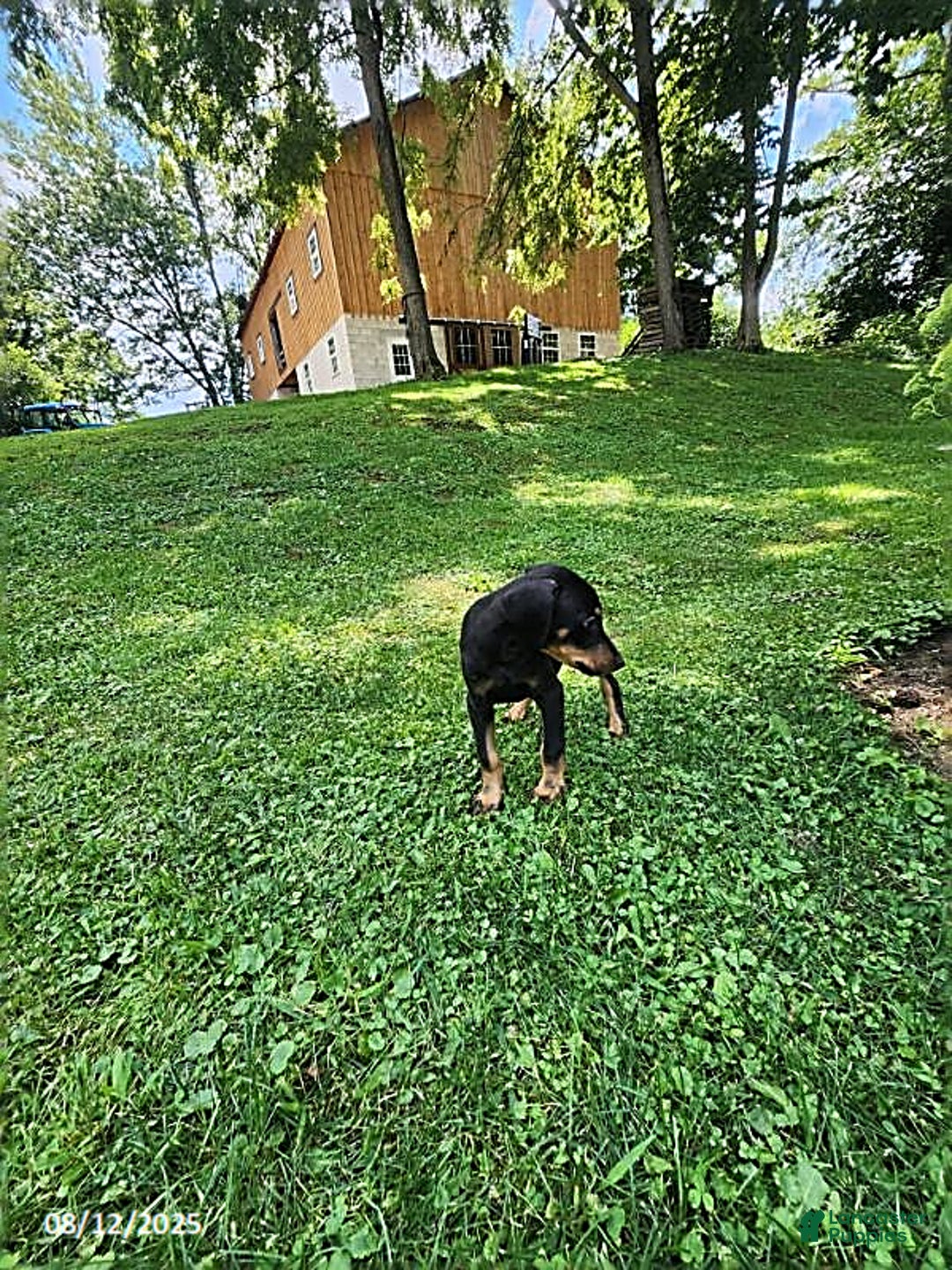 Doberman Pinscher dogs for sale: Dominic - Image 3