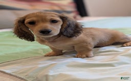 Miniature Dachshund dogs for sale: Gadsby - Image 1