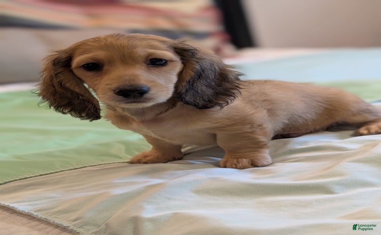 Miniature Dachshund dogs for sale - Ad 2