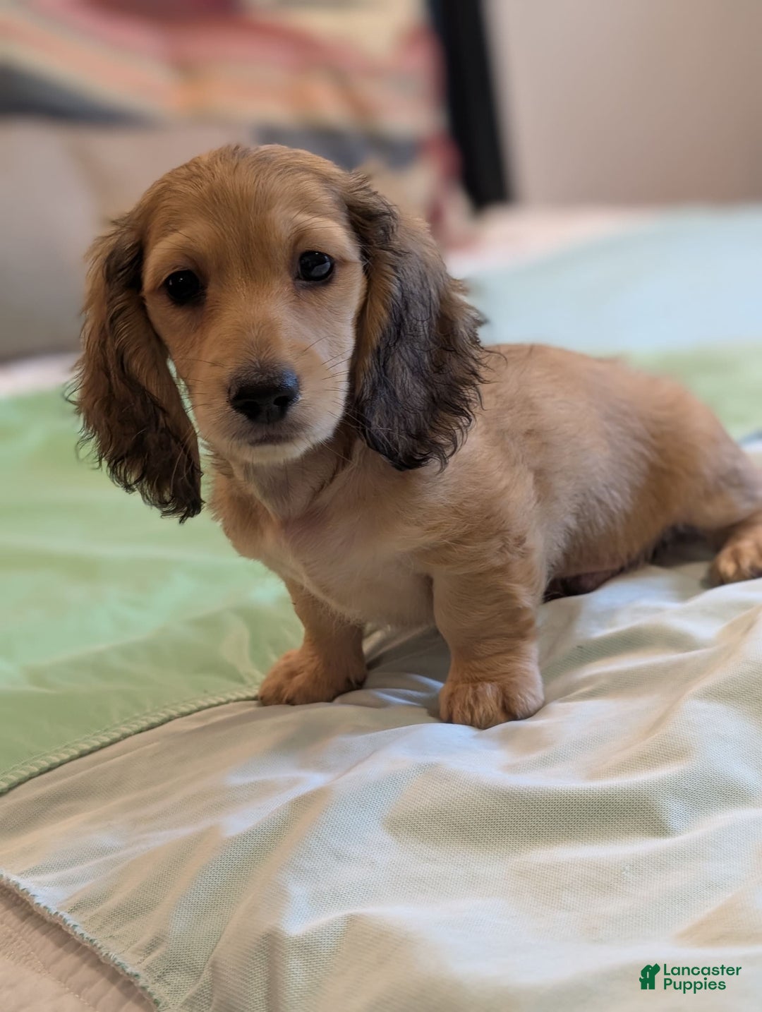 Miniature Dachshund dogs for sale: Gadsby - Image 1