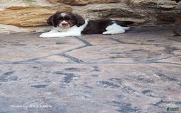 English Springer Spaniel dogs for sale: Ethan - Image 7