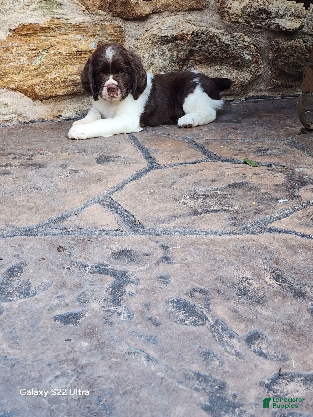 English Springer Spaniel dogs for sale: Ethan - Image 7