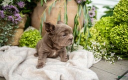 French Bulldog dogs for sale: Opal - Image 1