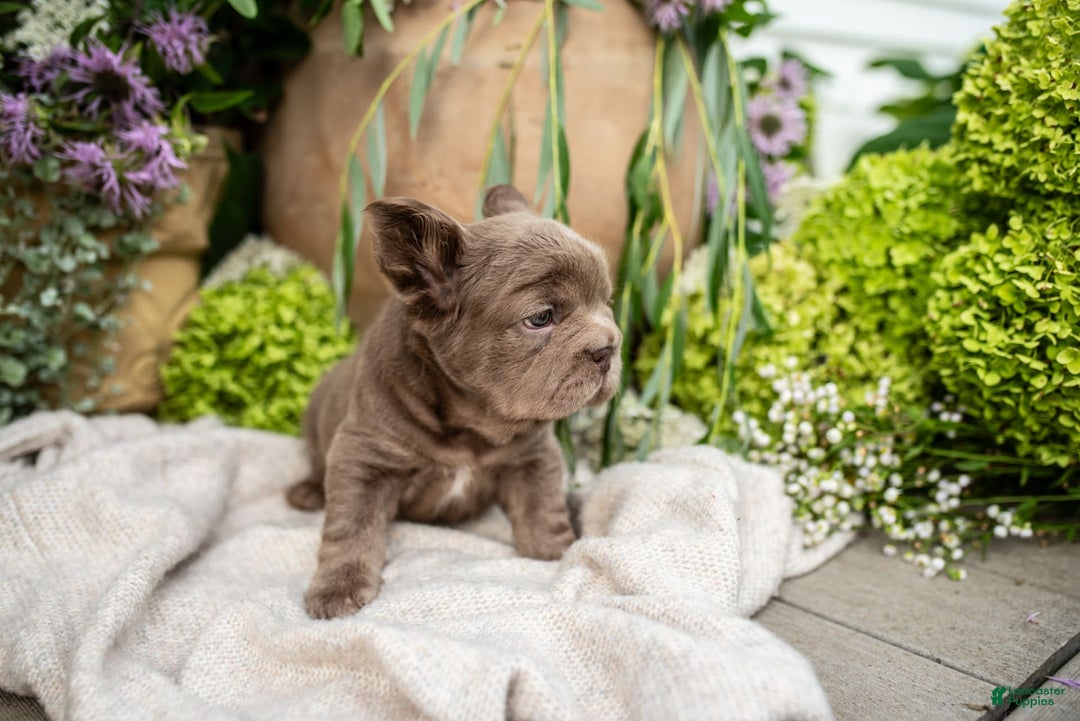 French Bulldog dogs for sale: Opal - Image 1