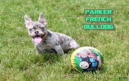 French Bulldog dogs for sale: Parker - Image 4