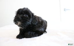 Shihpoo dogs for sale: Luna - Image 6