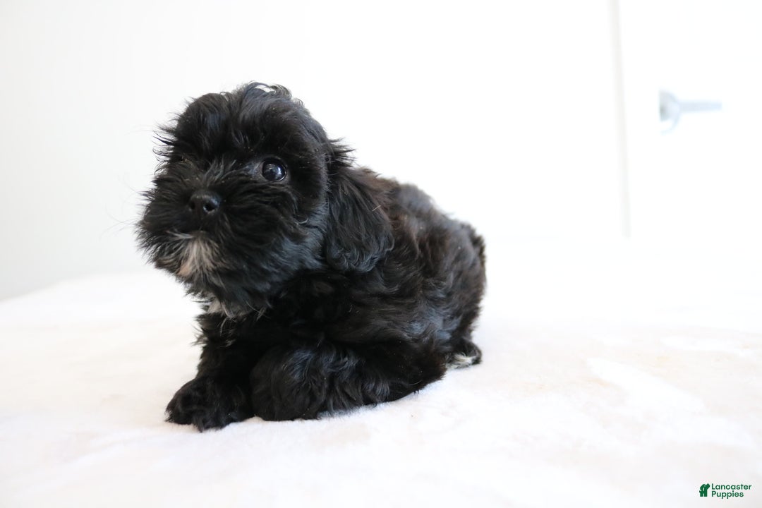 Shihpoo dogs for sale: Luna - Image 6