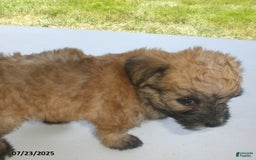 Yorkiepoo dogs for sale: Sally - Image 17