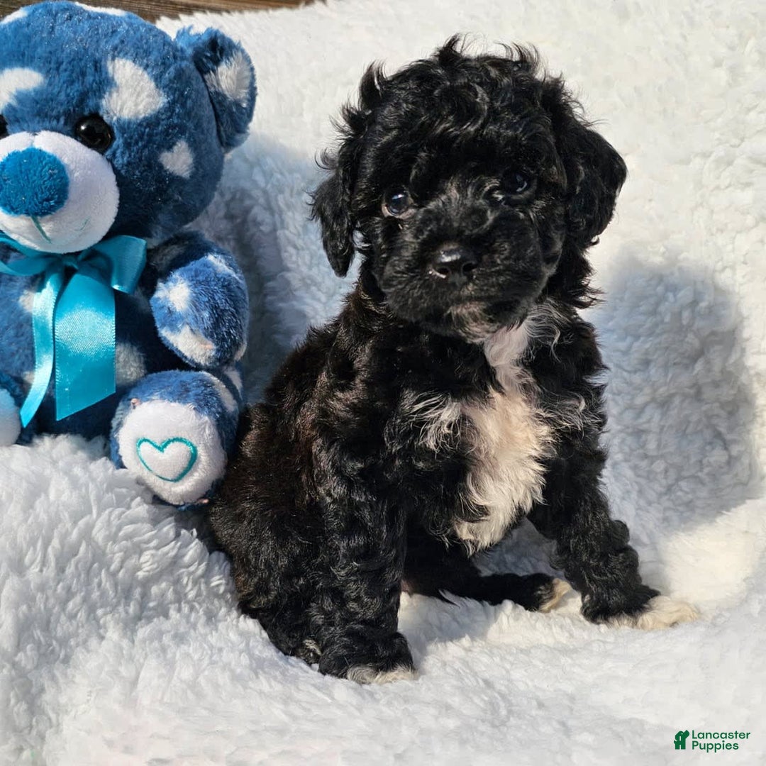 Toy Poodle dogs for sale: Tyler - Image 1