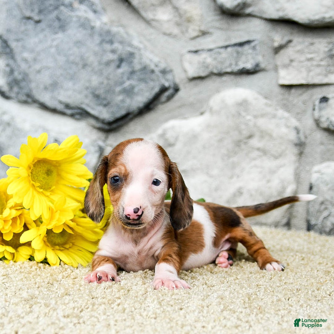Miniature Dachshund dogs for sale: Zorro - Image 2