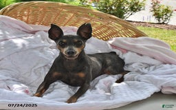 Miniature Pinscher dogs for sale: Teddy - Image 5