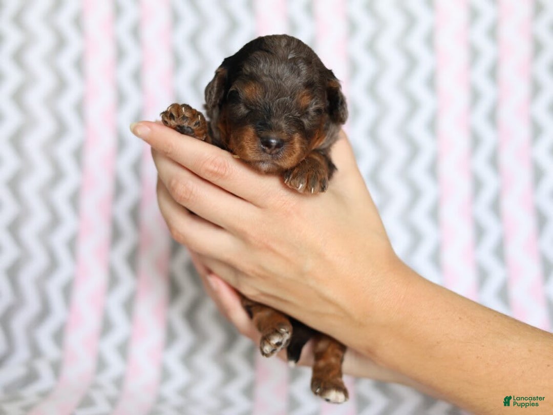 Cavapoo dogs for sale: Gwen - Image 1