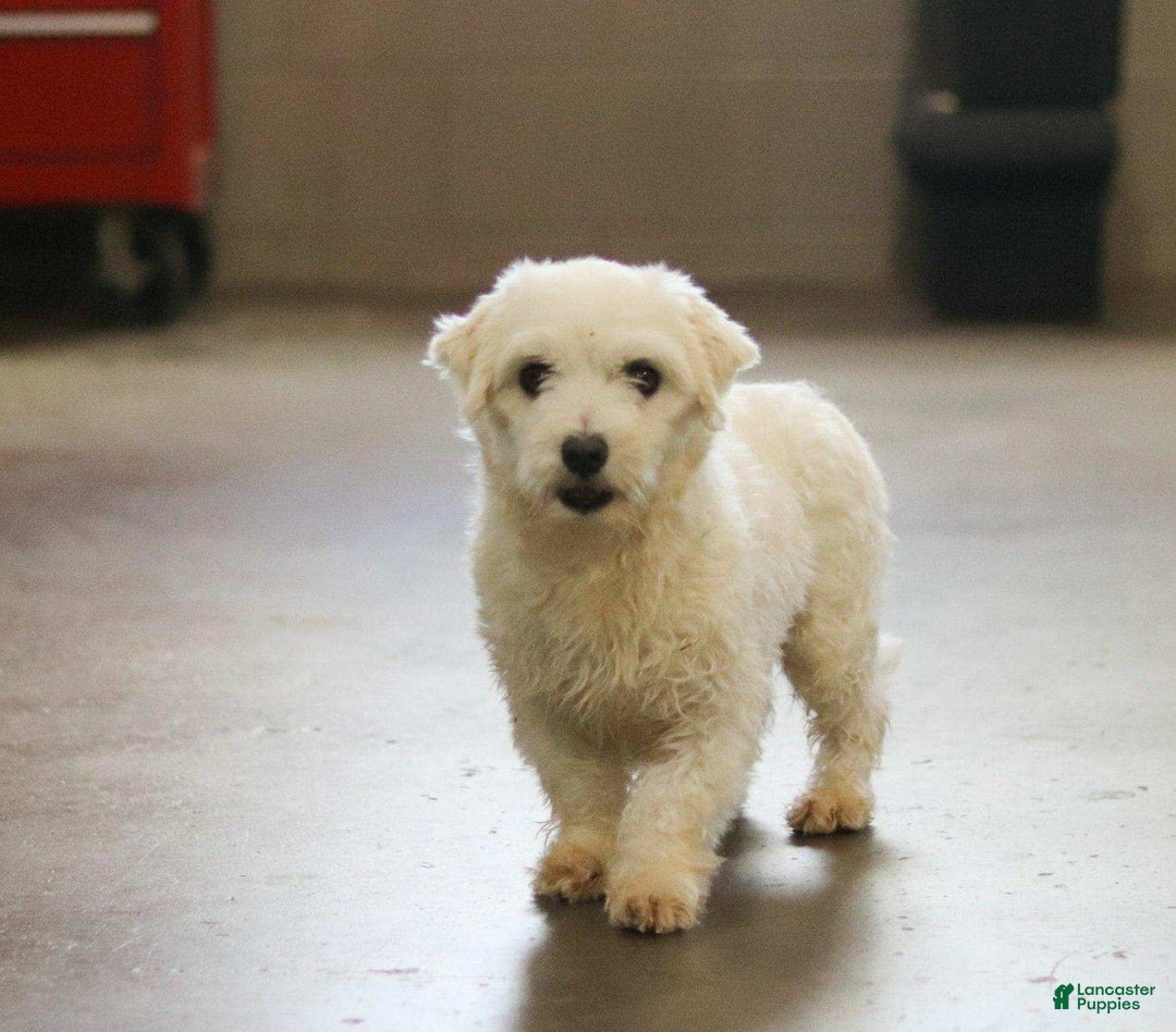 Maltipoo dogs for sale: Bingo - Image 9