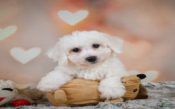 Bichon Frise dogs for sale: Beverly - Image 2