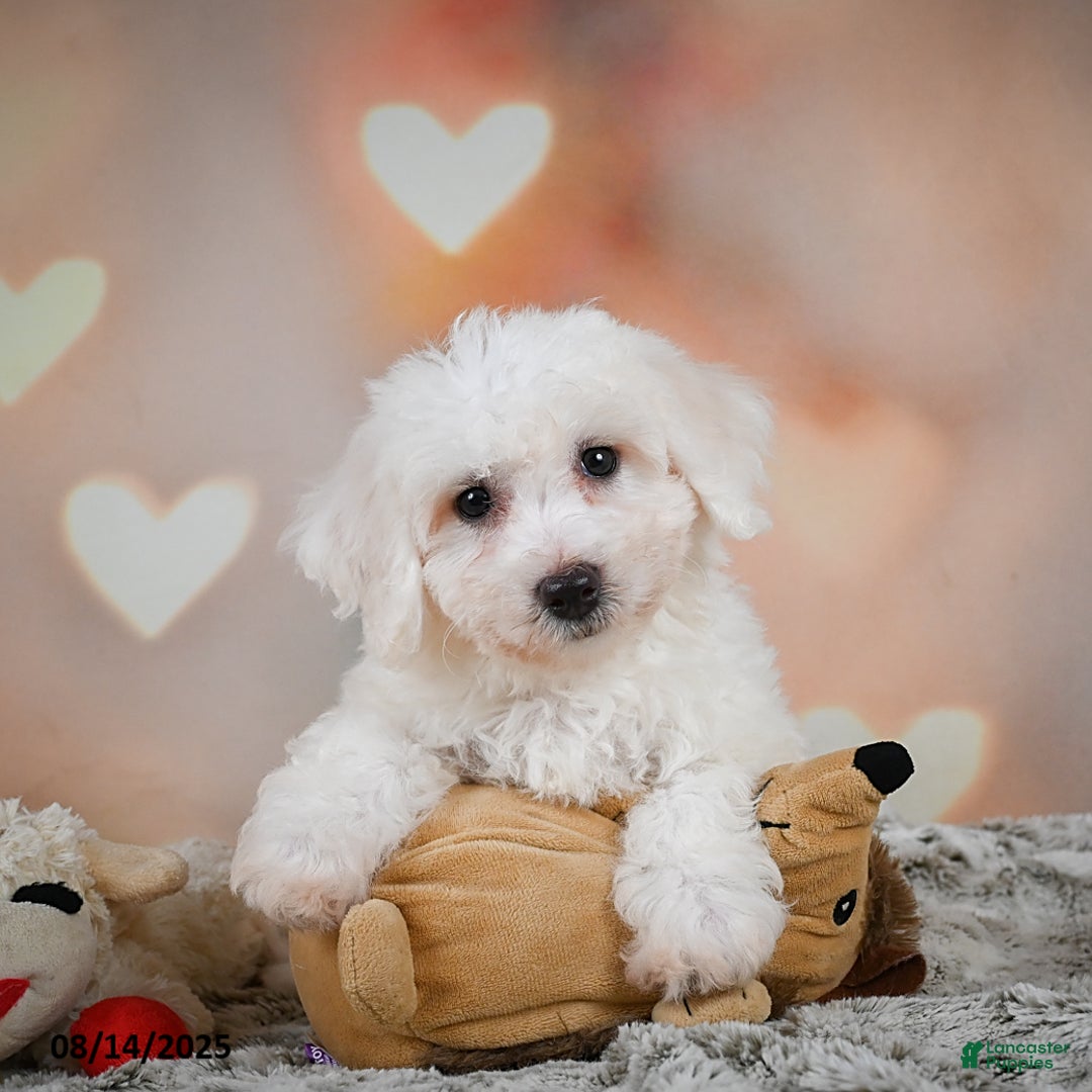 Bichon Frise dogs for sale: Beverly - Image 2