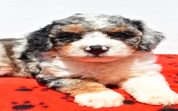 Mini Bernedoodle dogs for sale: Roscoe - Image 5